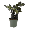 4" Black ZZ Plant image 0