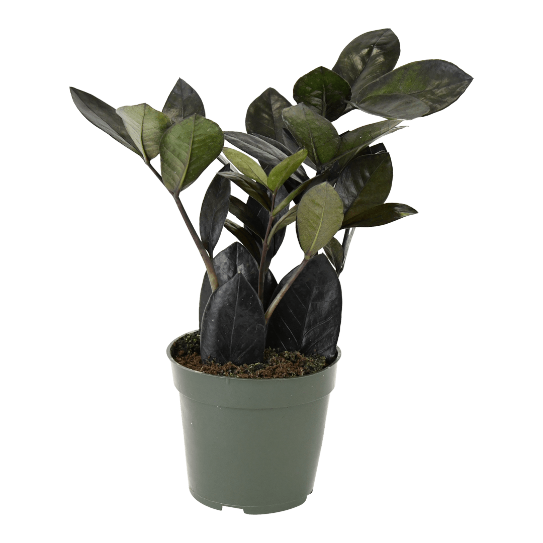 4" Black ZZ Plant image 0