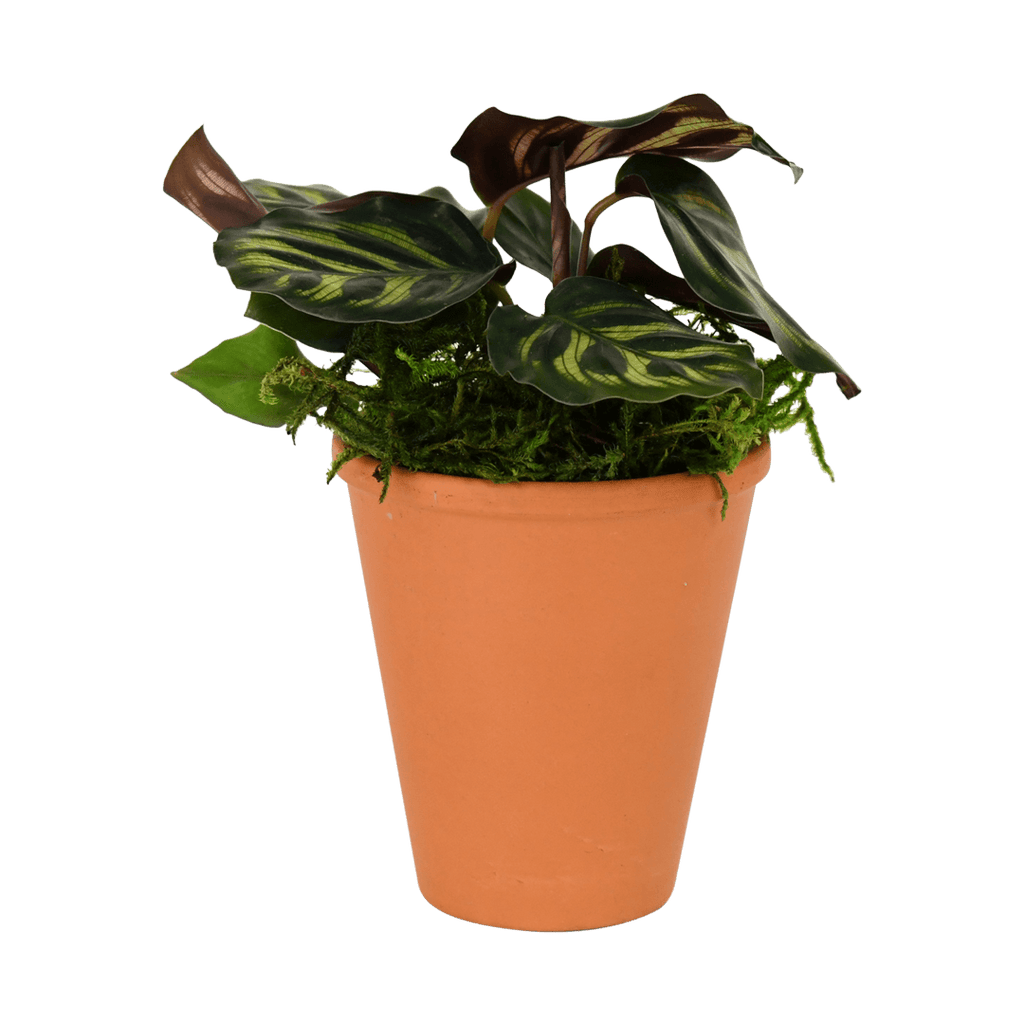 2.5" Calathea Makoyana image 0