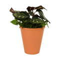 2.5" Calathea Makoyana image 0