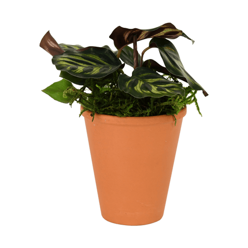 2.5" Calathea Makoyana image 0