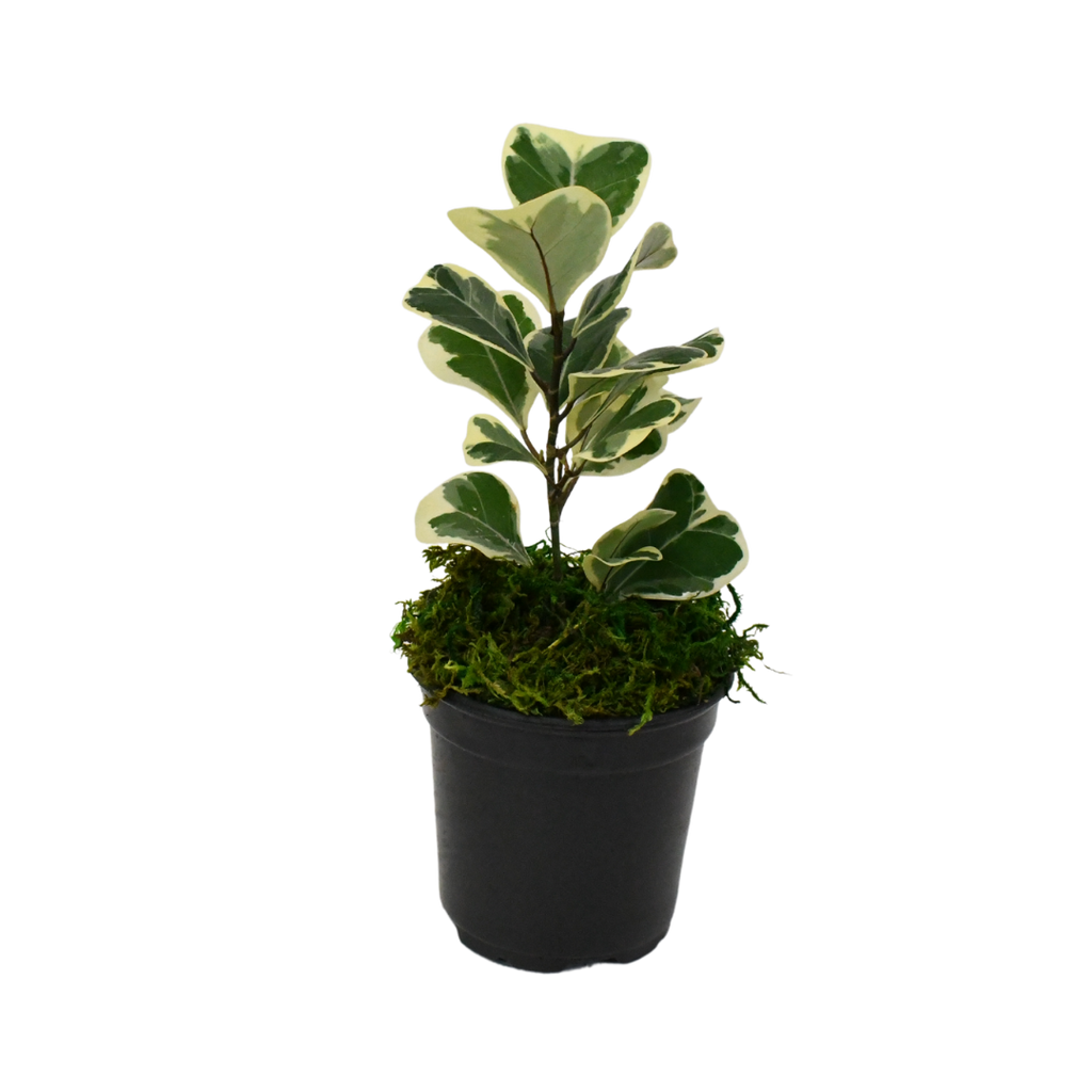 4" Ficus Triangularis Variegated image 1