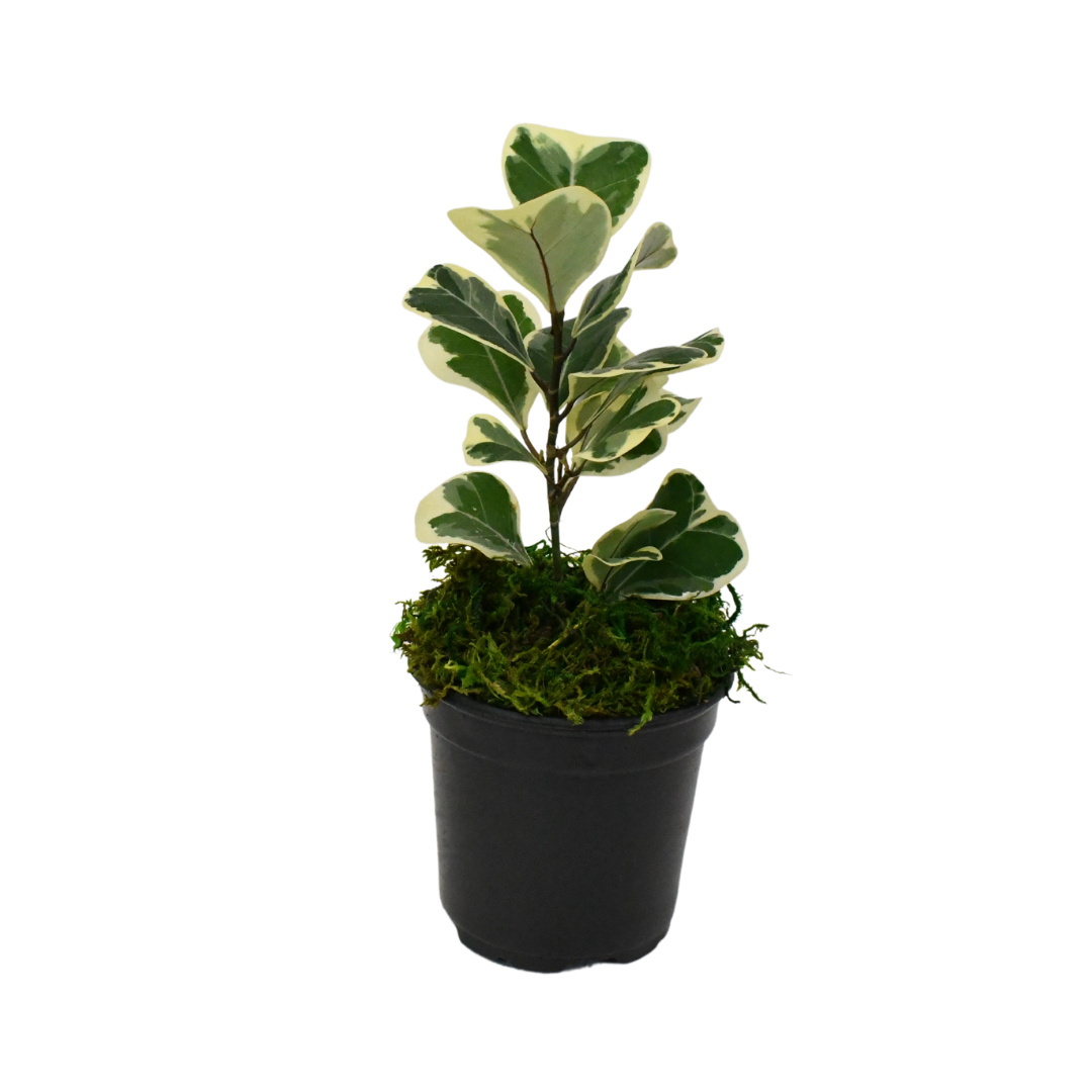 4" Ficus Triangularis Variegated image 1