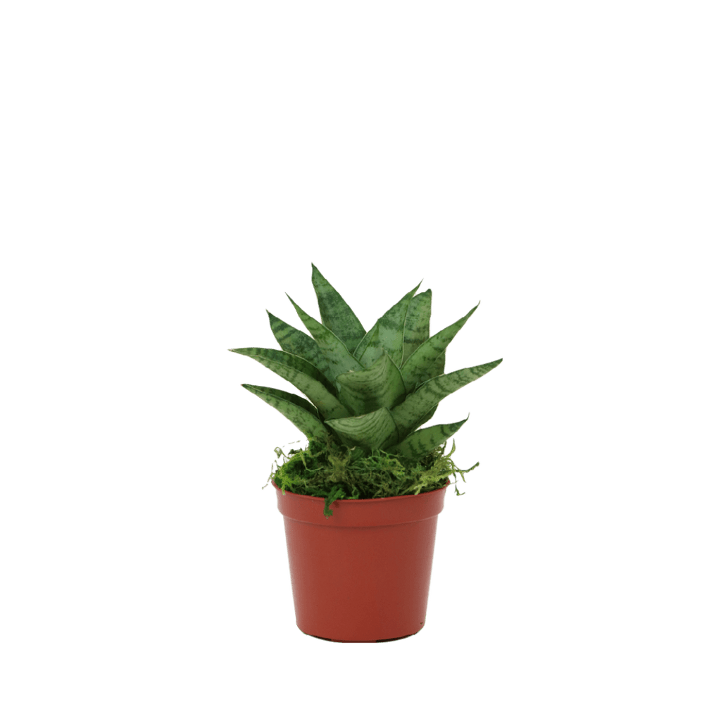 2.5" Sansevieria Tough Lady image 1