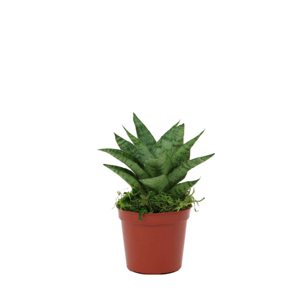 2.5" Sansevieria Tough Lady image 1