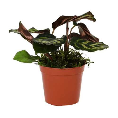 2.5" Calathea Makoyana image 1