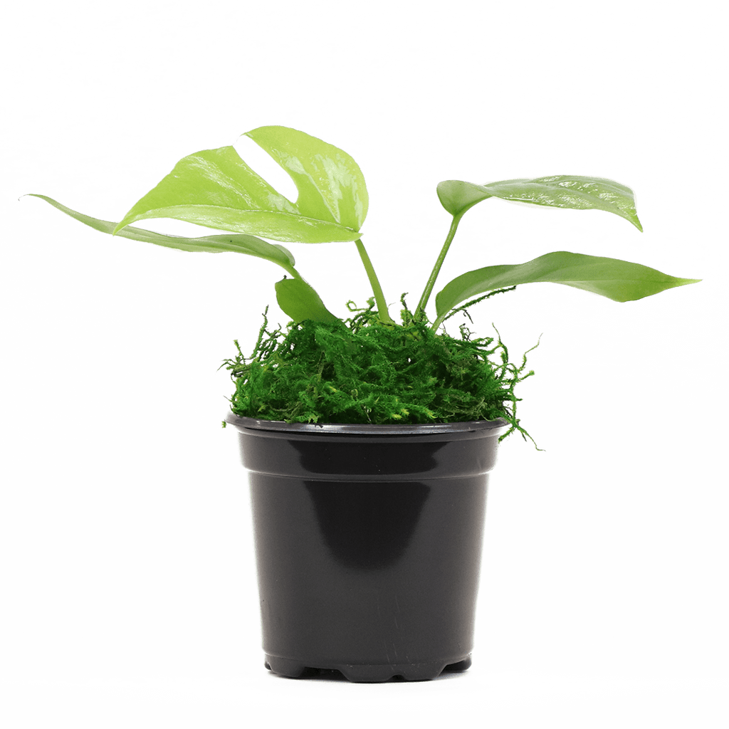 4" Monstera Minima image 0