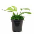 4" Monstera Minima image 0