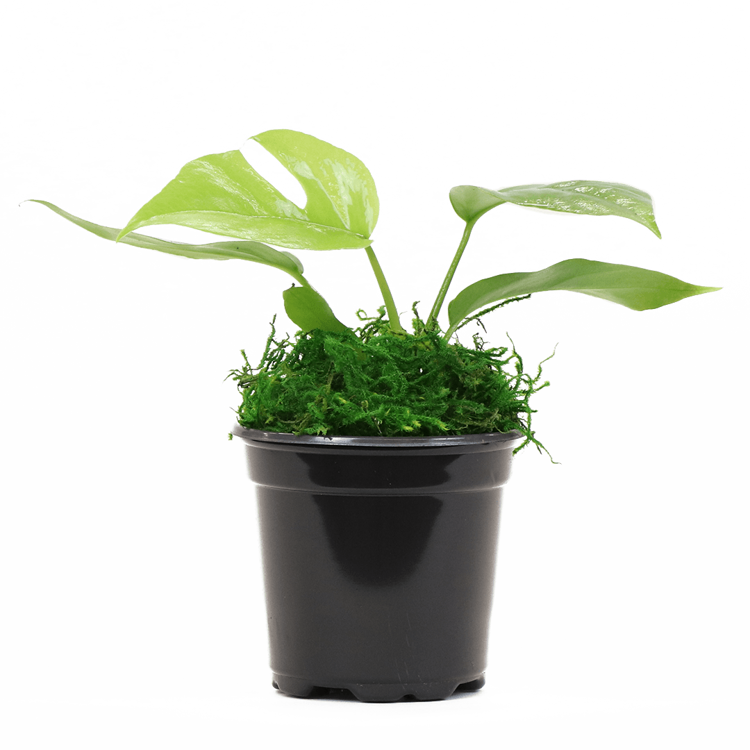 4" Monstera Minima image 0