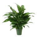 4" Peace Lily image 0