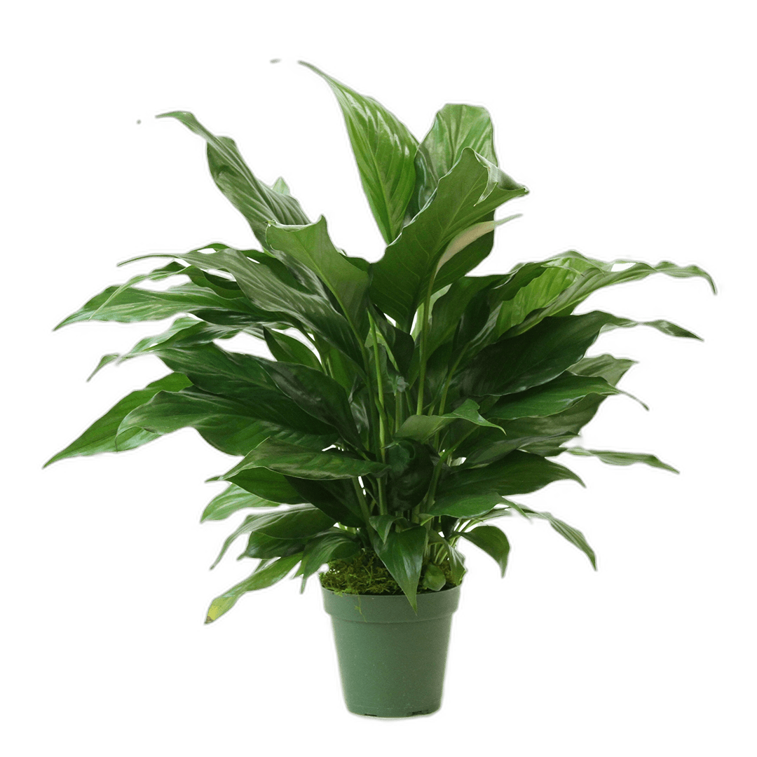 4" Peace Lily image 0