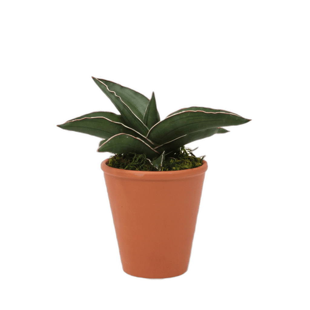 2.5" Sansevieria Samurai image 0