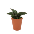 2.5" Sansevieria Samurai image 0