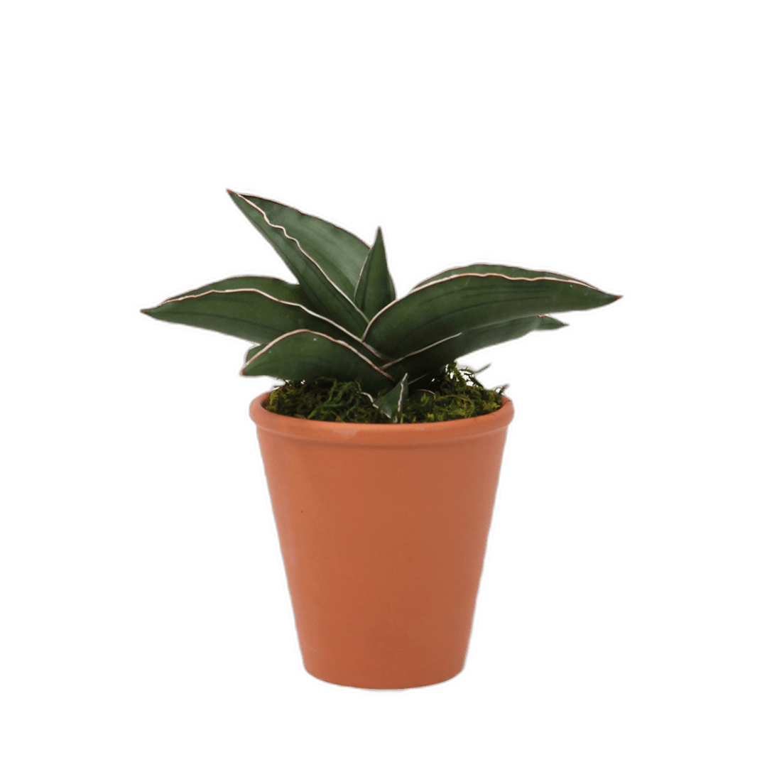 2.5" Sansevieria Samurai image 0