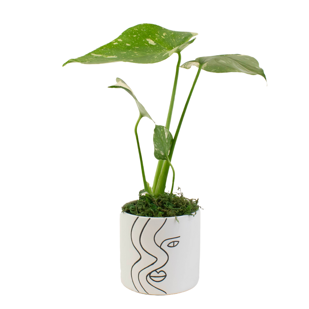 4" Monstera Thai Constellation image 0