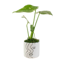 4" Monstera Thai Constellation image 0