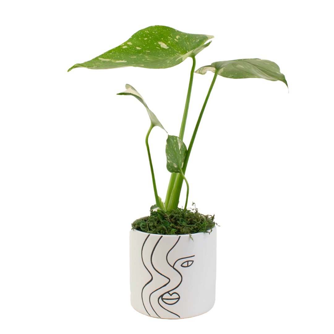 4" Monstera Thai Constellation image 0