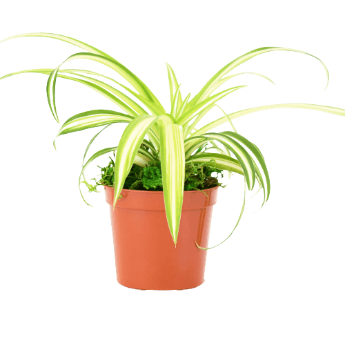 2.5" Spider Plant image 1