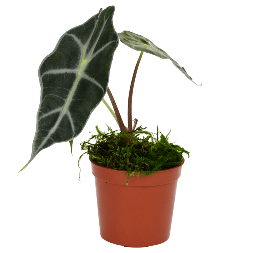 2.5" Alocasia Bambino image 1