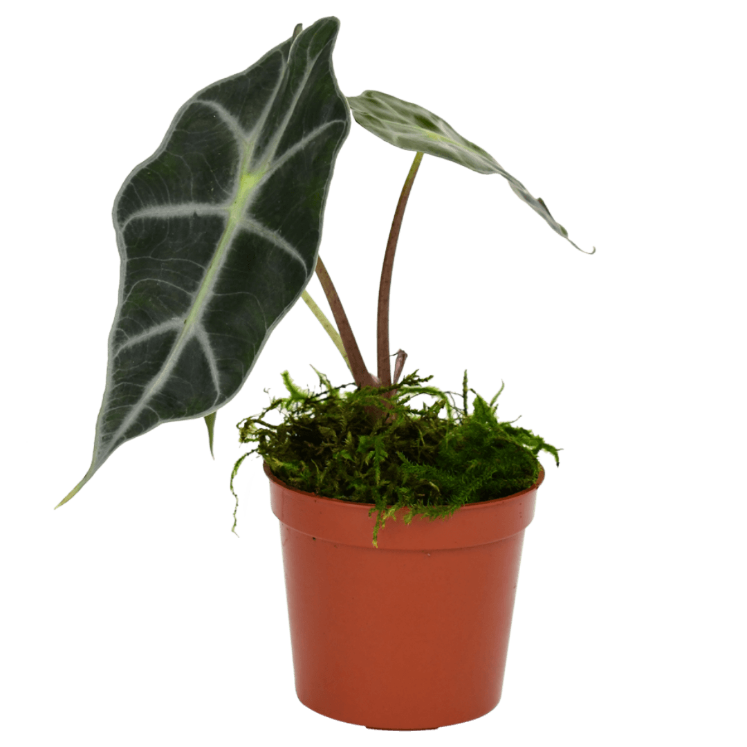 2.5" Alocasia Bambino image 1
