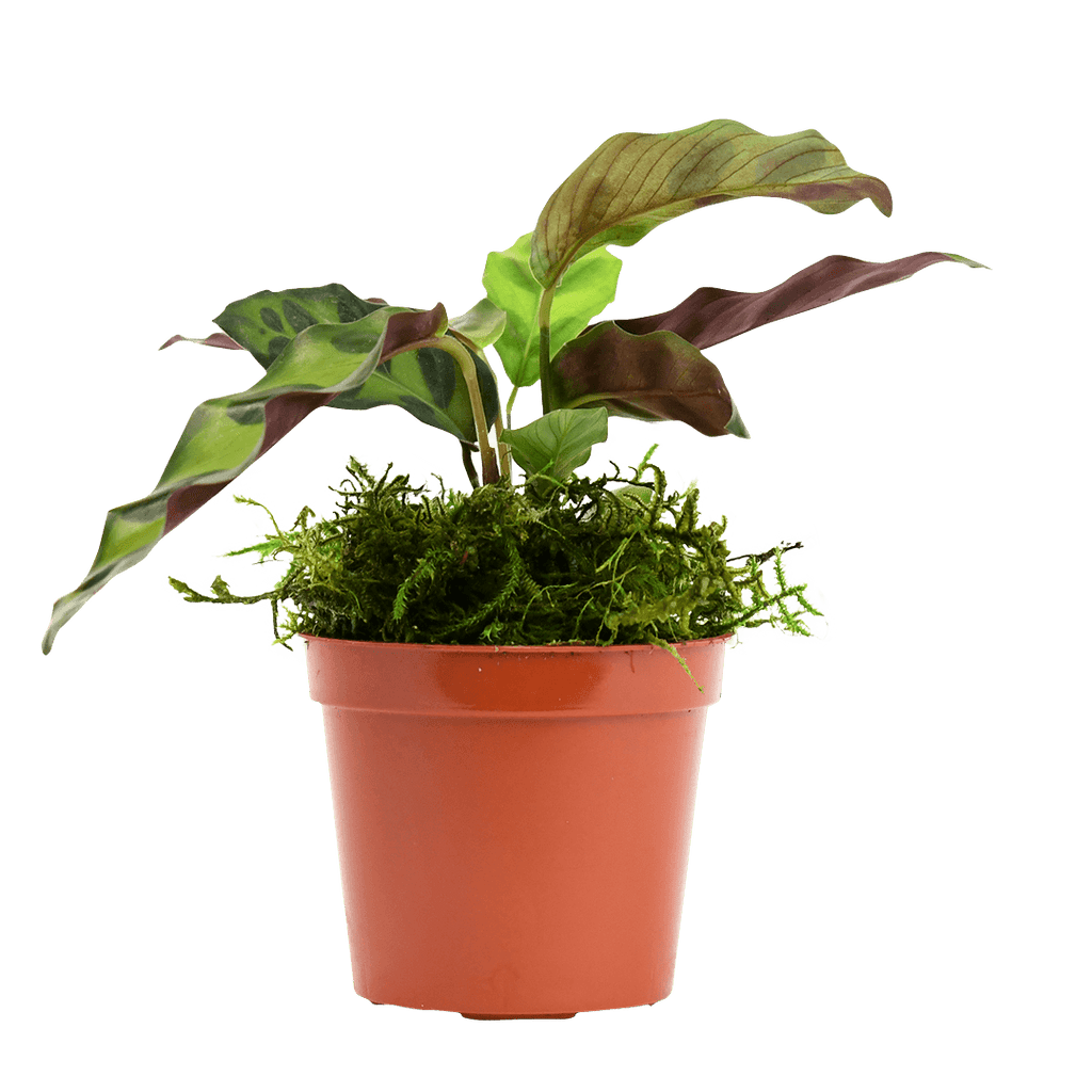 2.5" Calathea Rattlesnake image 2