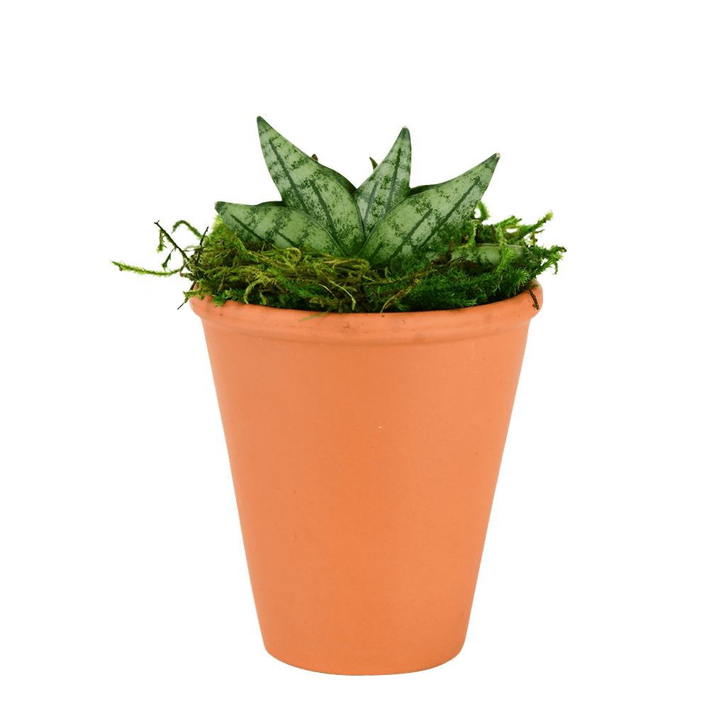 2.5" Sansevieria Compacta Starfish image 0
