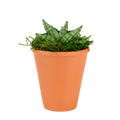 2.5" Sansevieria Compacta Starfish image 0