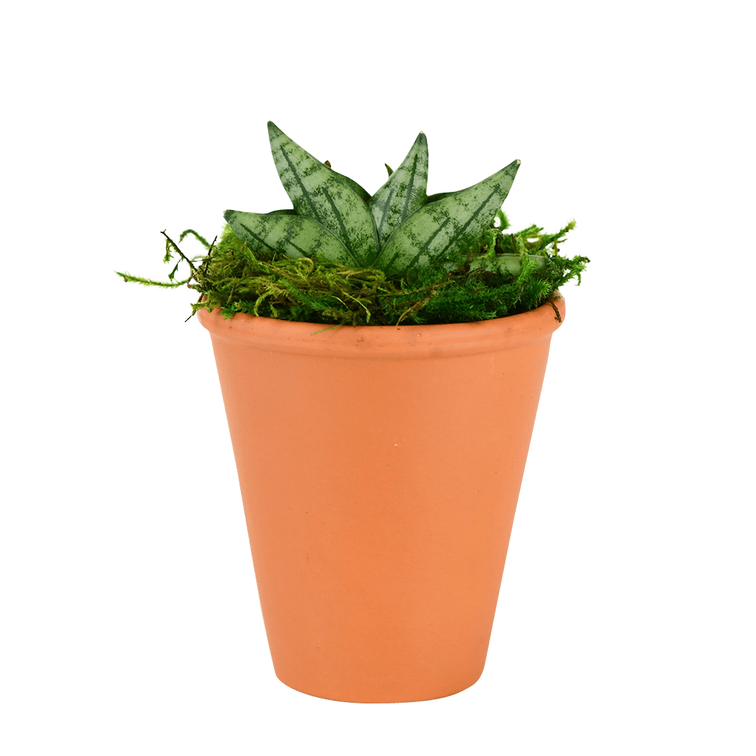 2.5" Sansevieria Compacta Starfish image 0