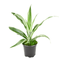 4" Dracaena Warneckii image 0