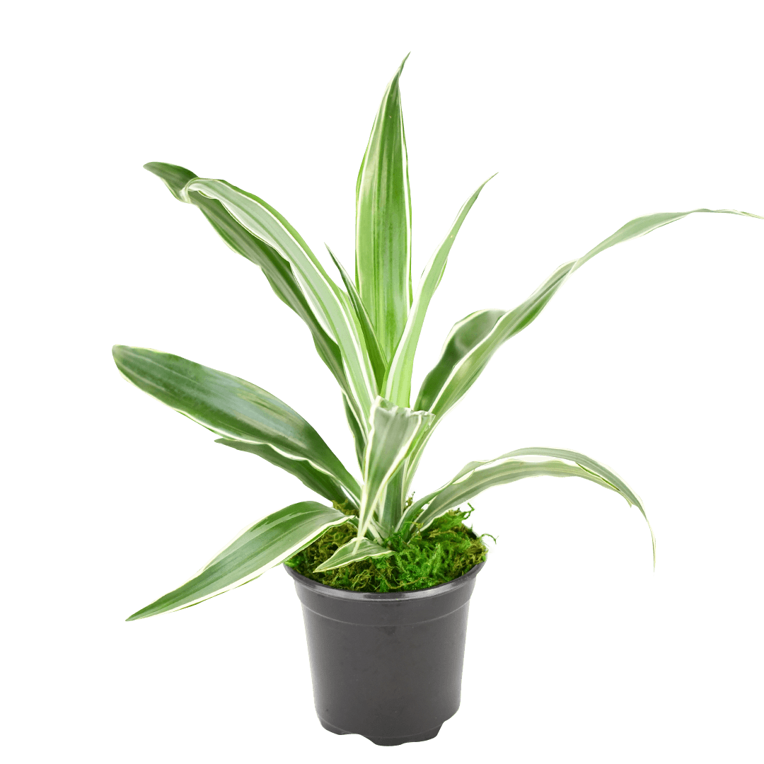 4" Dracaena Warneckii image 0