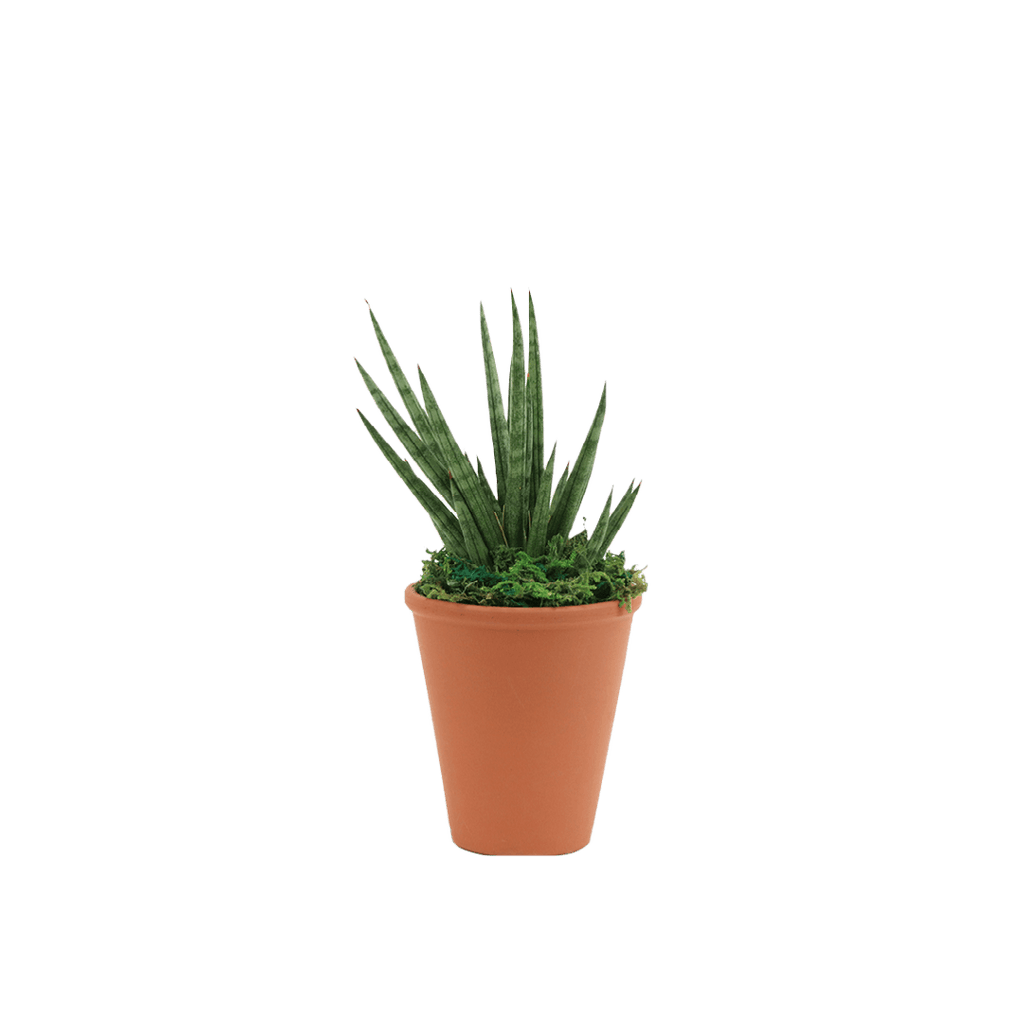 2.5" Sansevieria Francissii Spiky image 0