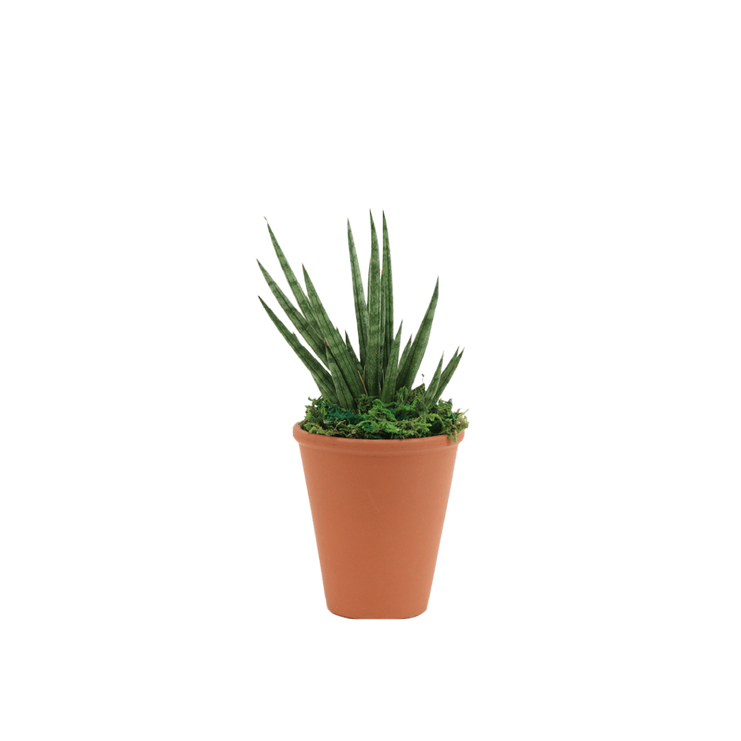 2.5" Sansevieria Francissii Spiky image 0