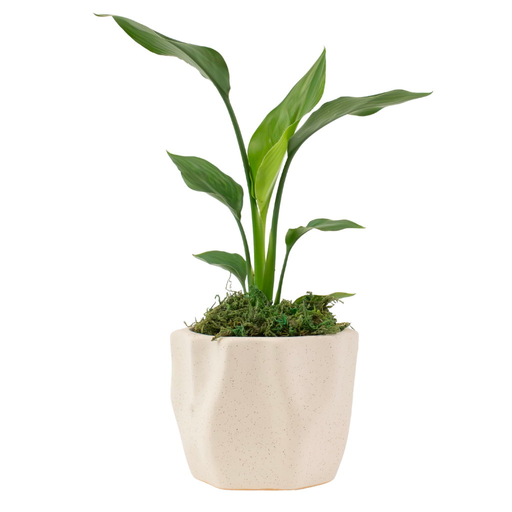4" Bird of Paradise, White image 0