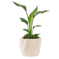 4" Bird of Paradise, White image 0