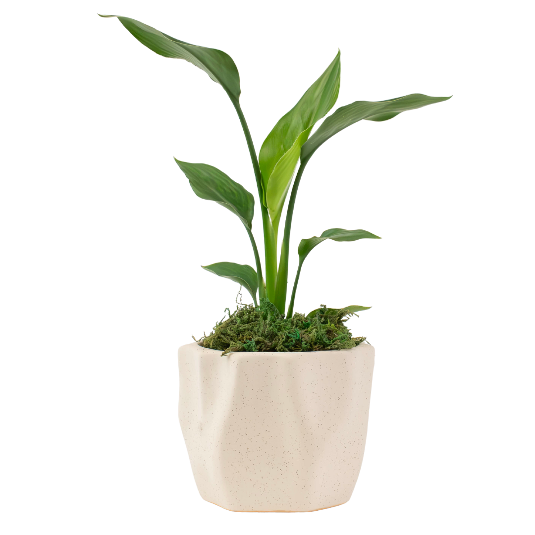 4" Bird of Paradise, White image 0