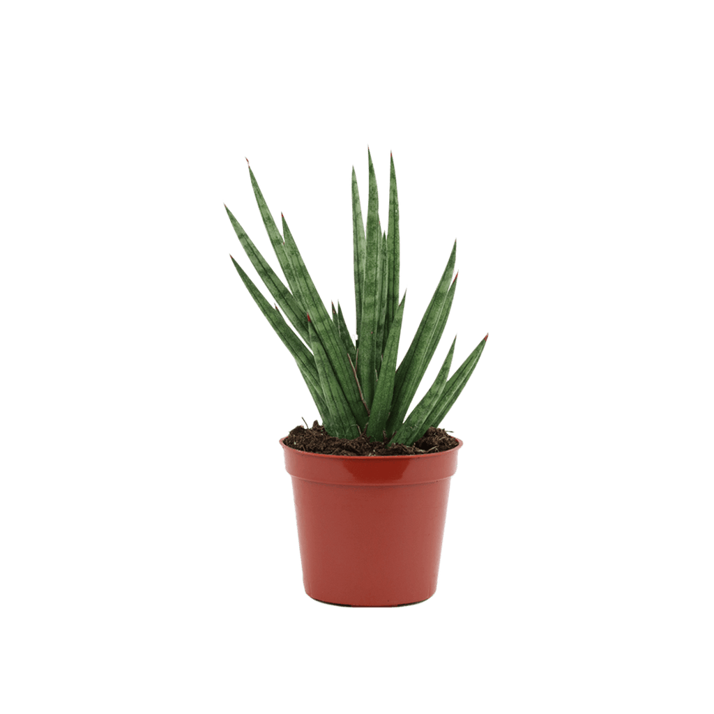 2.5" Sansevieria Francissii Spiky image 1
