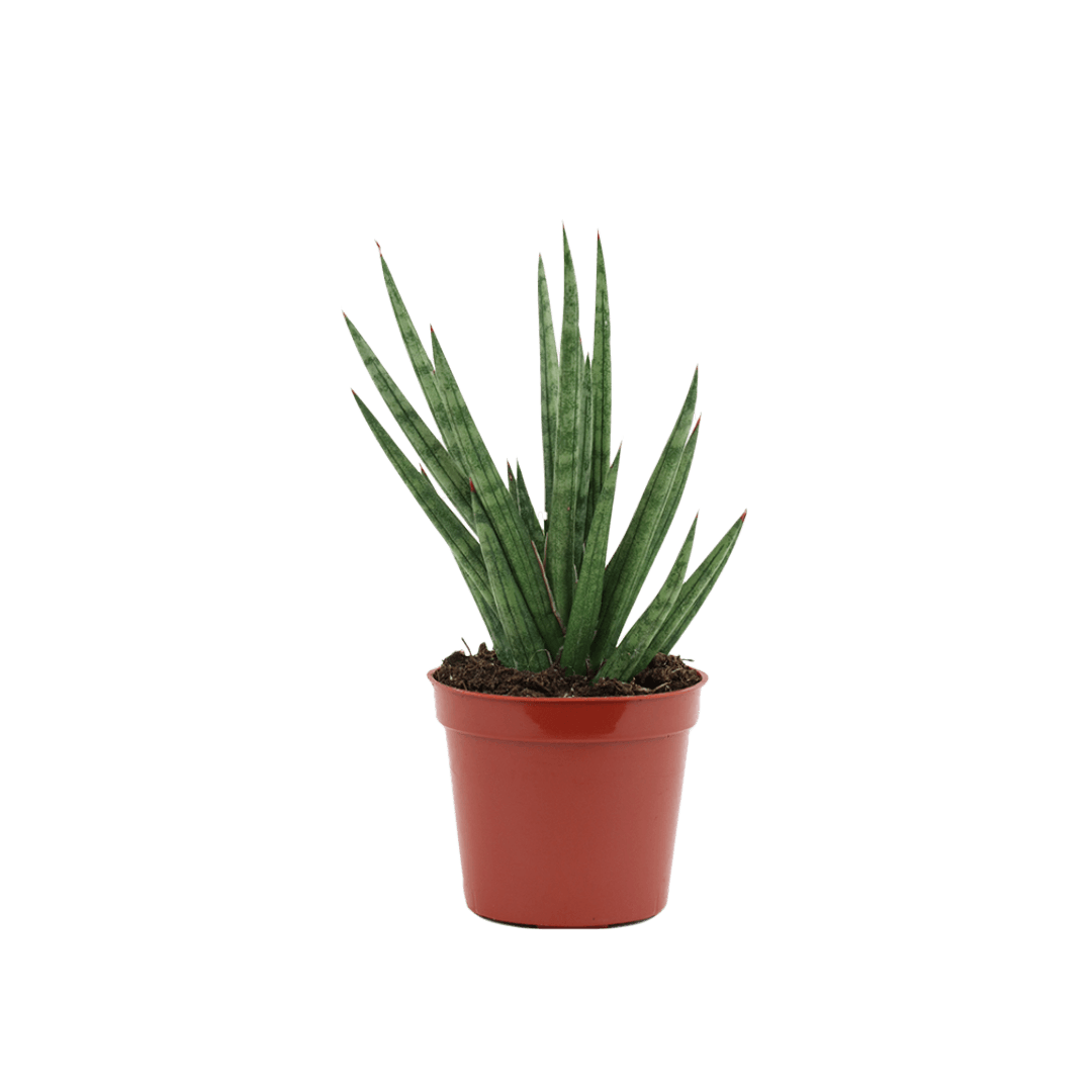 2.5" Sansevieria Francissii Spiky image 1