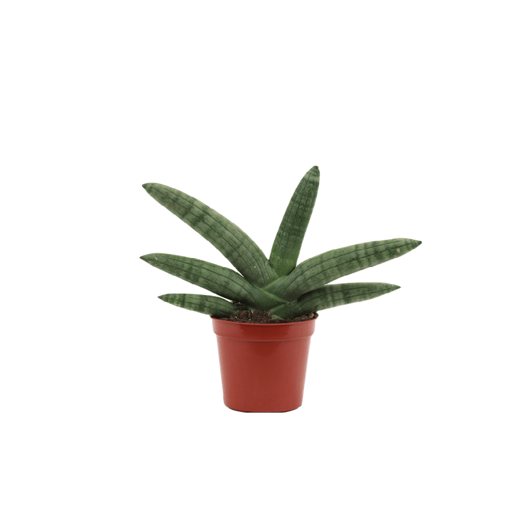 2.5" Sansevieria Boncel Starfish image 1
