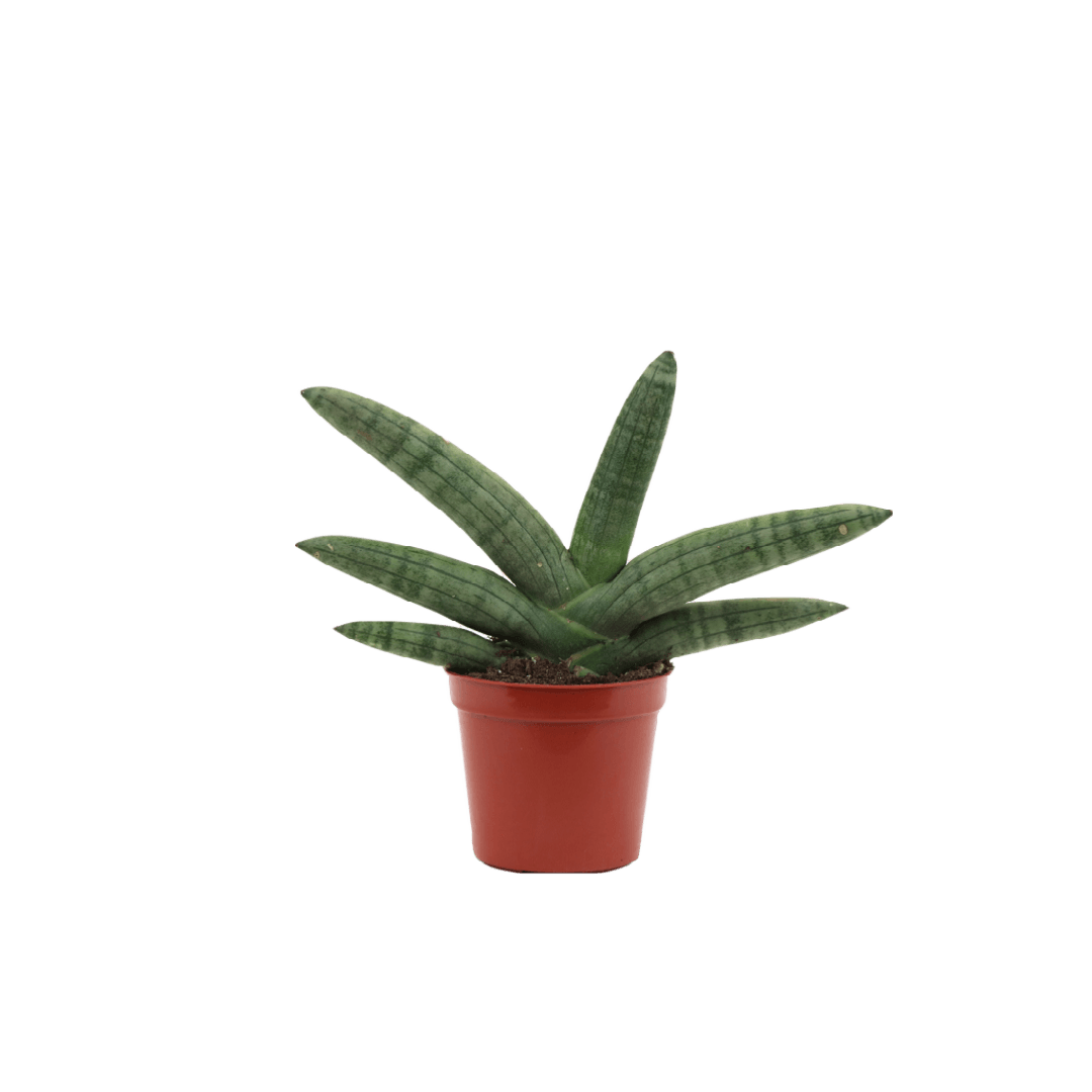 2.5" Sansevieria Boncel Starfish image 1