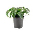 4" Dracaena Twist image 0