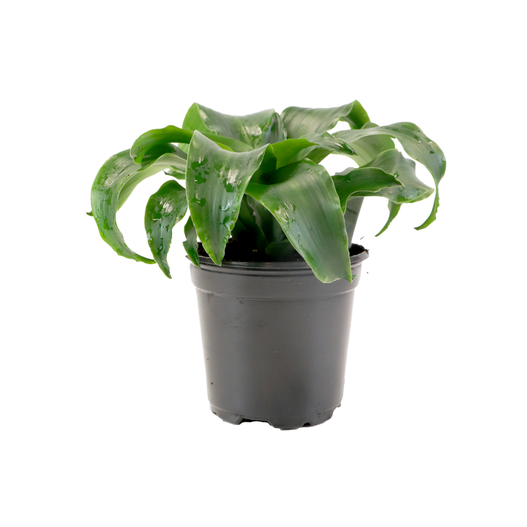 4" Dracaena Twist image 0