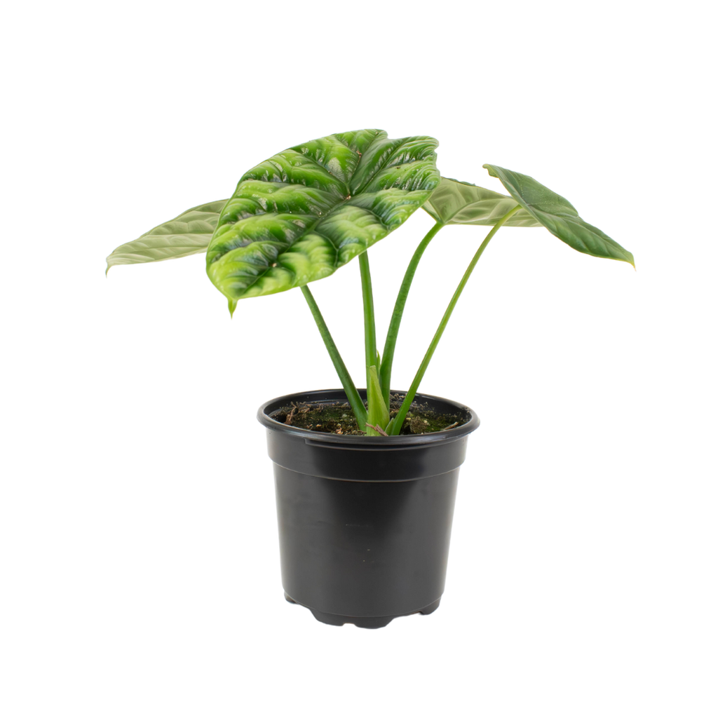 4" Alocasia Dragon Scale image 1