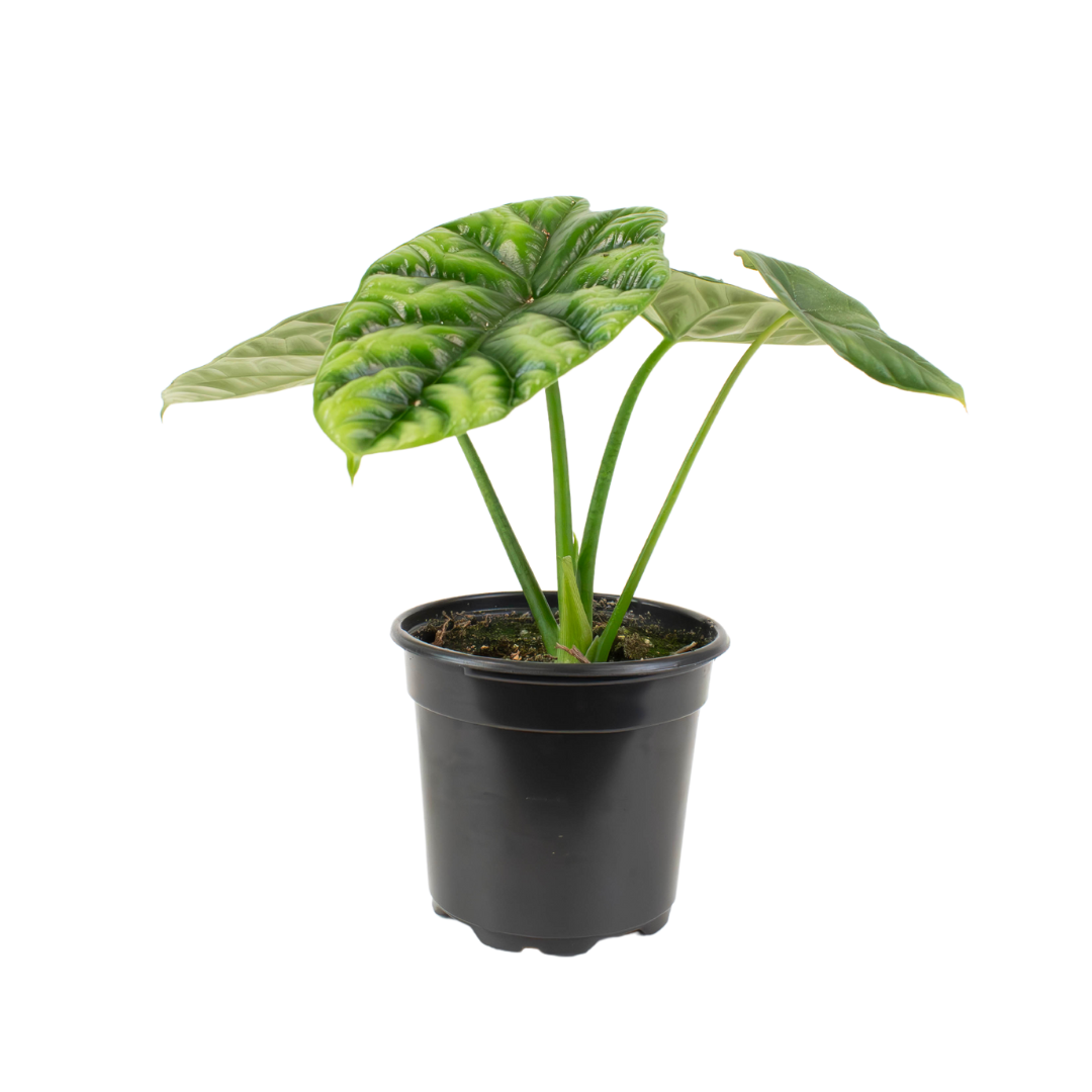4" Alocasia Dragon Scale image 1