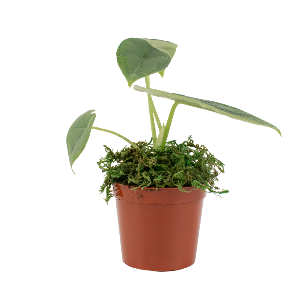 2.5" Alocasia Melo image 1