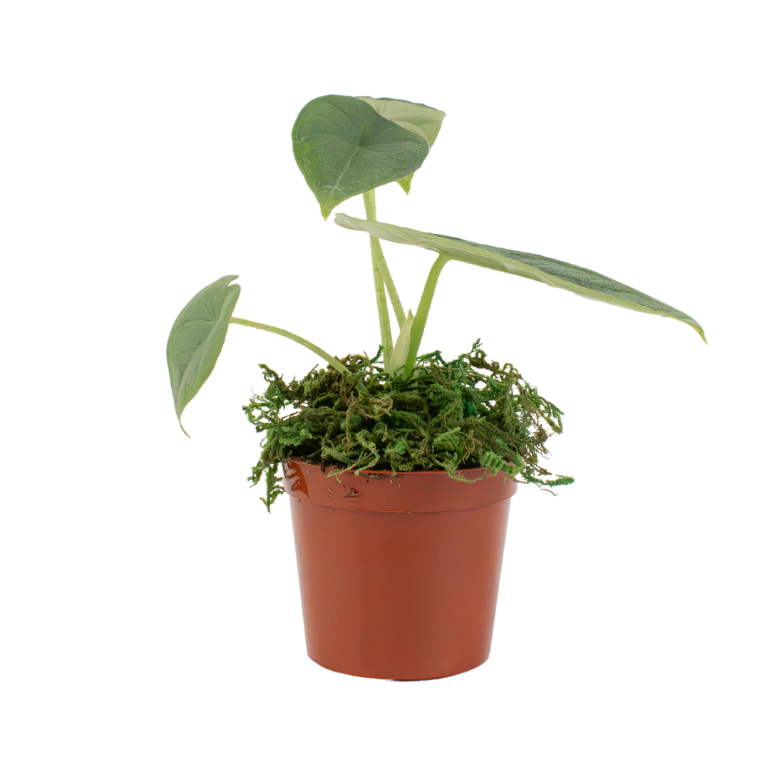 2.5" Alocasia Melo image 1