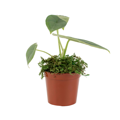 2.5" Alocasia Melo image 1
