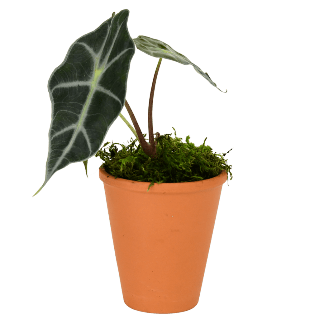 2.5" Alocasia Bambino image 0