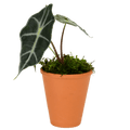 2.5" Alocasia Bambino image 0