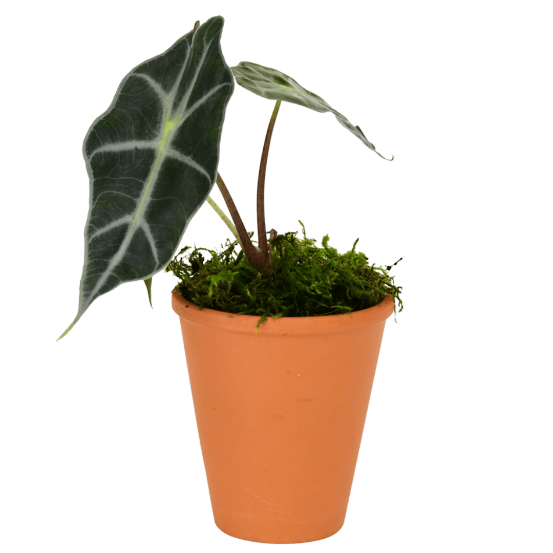 2.5" Alocasia Bambino image 0
