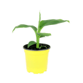 4" Banana Plant image 0